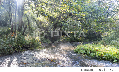 光芒が差し込む森の中の小川（木谷沢渓流） 109194521