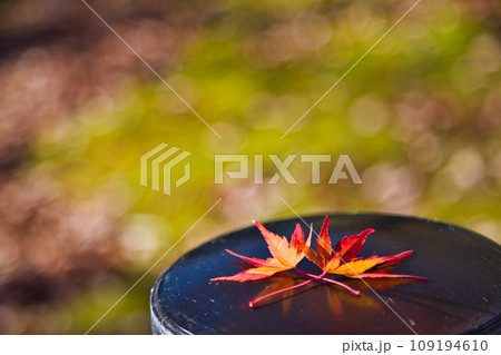 紅葉まっさかり 109194610