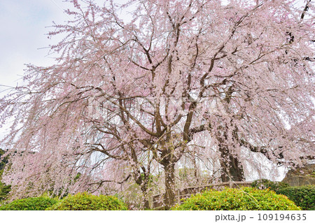 京都 円山公園の枝垂れ桜　祇園しだれ桜（祇園しだれ） 109194635