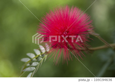 植物園にレッドパウダーパフの花がさいています。和名はオオベニゴウカン（大紅合歓）です。 109194636