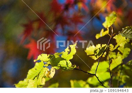 紅葉まっさかり 紅葉まっさかり 109194643
