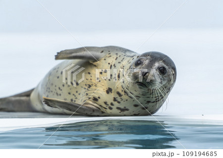 水族館の風景　ゴマフアザラシ　山形県鶴岡市 109194685