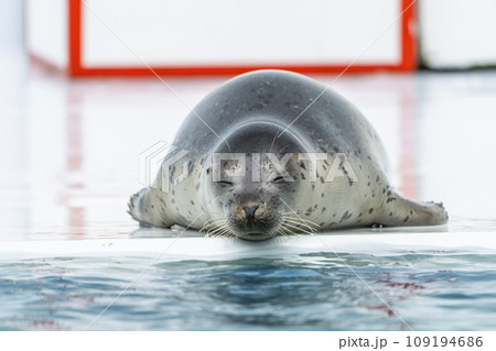 水族館の風景　ゴマフアザラシ　山形県鶴岡市 109194686
