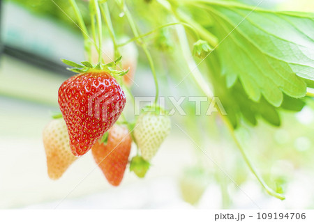 赤く実ったイチゴの果実　ハウスの苺　いちご狩り　宮城県山元町 109194706