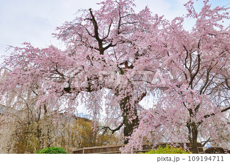 京都 円山公園の枝垂れ桜　祇園しだれ桜（祇園しだれ） 109194711