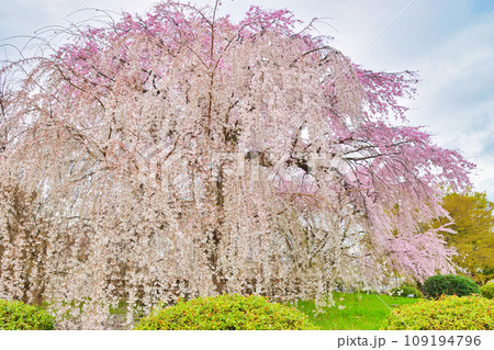 京都 円山公園の枝垂れ桜　祇園しだれ桜（祇園しだれ） 109194796