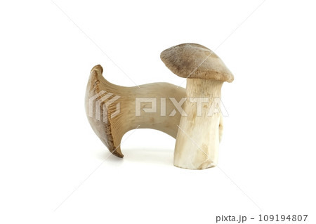 Pleurotus eryngi mushroom over white background Pleurotus eryngi mushroom over white background 109194807