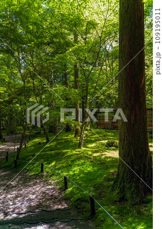 宮城松島 円通院 初夏の三慧殿禅林瞑想の庭 宮城松島 円通院 初夏の三慧殿禅林瞑想の庭 109195011