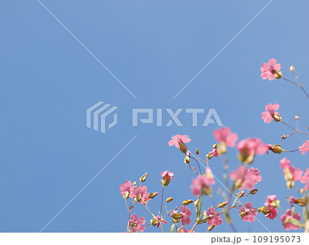 青空バックのピンク色のカスミソウの花 青空バックのピンク色のカスミソウの花 109195073