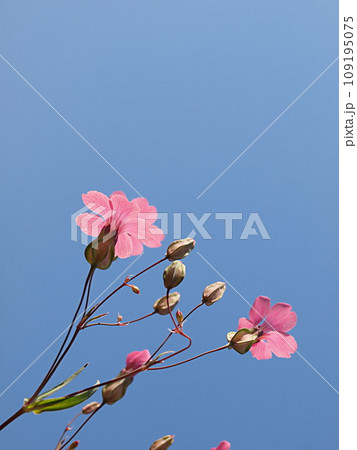 青空バックのピンク色のカスミソウの花 青空バックのピンク色のカスミソウの花 109195075