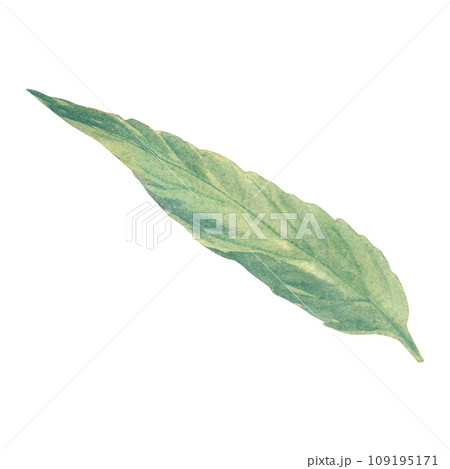 Medicinal verbena leaf watercolor illustration on a white background. For printing on labels and packaging. Medicinal verbena leaf watercolor illustration on a white background. For printing on labels and packaging. 109195171