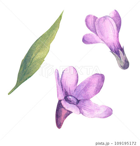 Verbena medicinal watercolor illustration on a white background. Twigs of lilac flowers and verbena leaves. For printing on labels and packaging. 109195172