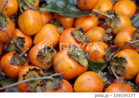 たくさんの柿の実 109195277