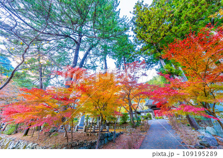 身延山の紅葉 身延山の紅葉 109195289