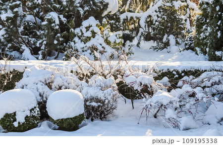 Winter garden with decorative shrubs and shaped yew and boxwood, Buxus, covered with a thick layer of white fluffy snow. Gardening concept. Winter garden with decorative shrubs and shaped yew and boxwood, Buxus, covered with a thick layer of white fluffy snow. Gardening concept. 109195338