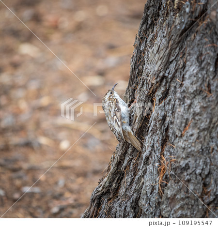 Little bird Eurasian treecreeper crawling on a tree. Nature background. Bird 109195547