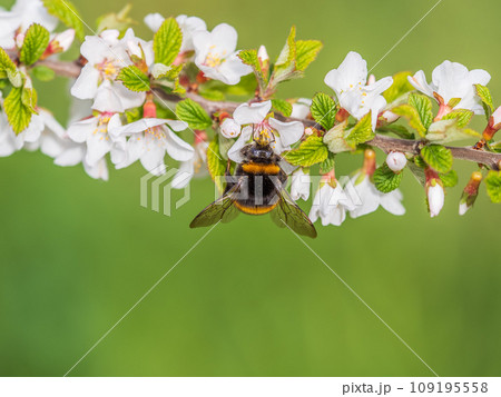 Bumblebee insect on white blooming cherry blossom. Bumblebee insect. The family of bees. Blossoming of whiskey. White flower. The Cherry Orchard. Pollination of trees. Bumblebee insect on white blooming cherry blossom. Bumblebee insect. The family of bees. Blossoming of whiskey. White flower. The Cherry Orchard. Pollination of trees. 109195558