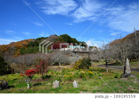 観音山の紅葉 2022-11-24 #1 観音山の紅葉 2022-11-24 #1 109195559