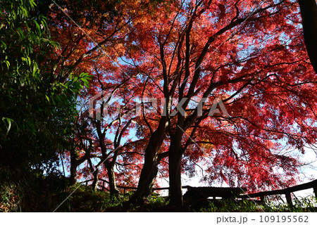 観音山の紅葉　2022-11-24　＃2 109195562