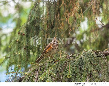 Wood bird Redwing, Turdus iliacus, sits on tree branch Wood bird Redwing, Turdus iliacus, sits on tree branch 109195566
