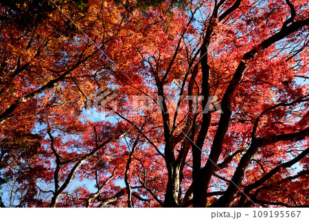 観音山の紅葉 2022-11-24 #5 観音山の紅葉 2022-11-24 #5 109195567