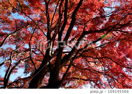 観音山の紅葉 2022-11-24 #6 観音山の紅葉 2022-11-24 #6 109195568