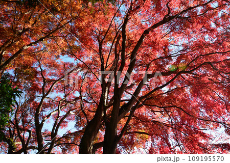 観音山の紅葉 2022-11-24 #7 観音山の紅葉 2022-11-24 #7 109195570