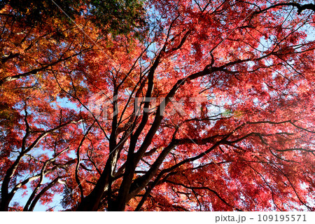 観音山の紅葉　2022-11-24　＃8 109195571