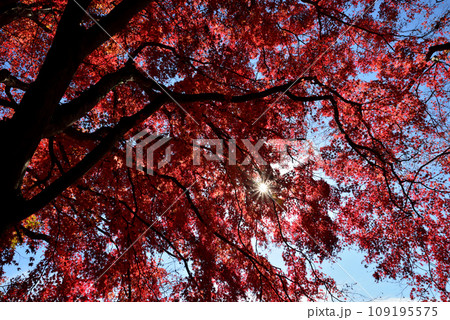 観音山の紅葉 2022-11-24 #10 観音山の紅葉 2022-11-24 #10 109195575