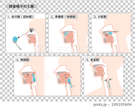 Simple illustration of the 5 stages of swallowing 109195604
