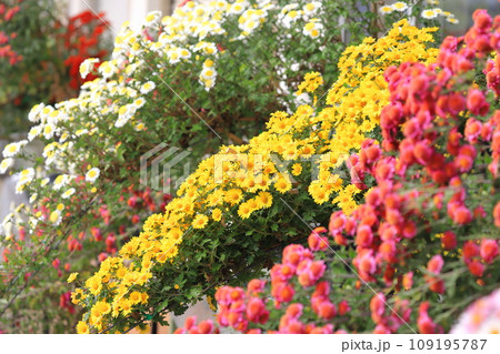 懸崖（けんがい）作りの菊の花 109195787