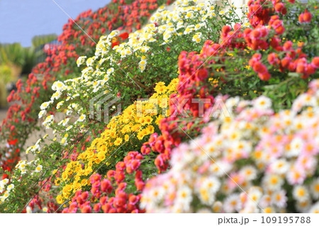 懸崖(けんがい)作りの菊の花 懸崖(けんがい)作りの菊の花 109195788