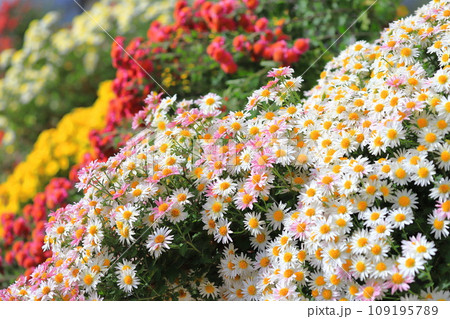 懸崖(けんがい)作りの菊の花 懸崖(けんがい)作りの菊の花 109195789
