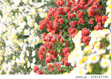 懸崖(けんがい)作りの菊の花 懸崖(けんがい)作りの菊の花 109195790