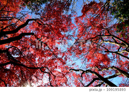 観音山の紅葉 2022-11-24 #11 観音山の紅葉 2022-11-24 #11 109195893