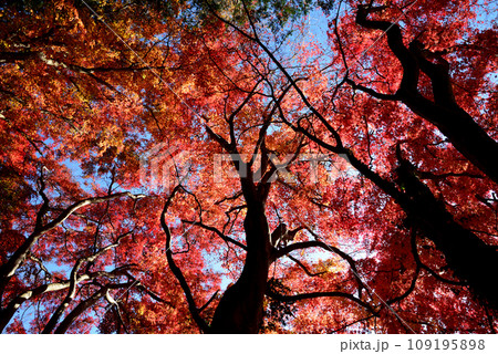 観音山の紅葉 2022-11-24 #12 観音山の紅葉 2022-11-24 #12 109195898