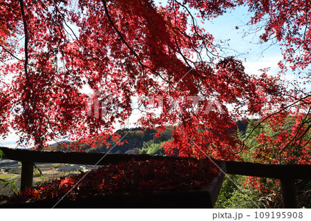 観音山の紅葉 2022-11-24 #16 観音山の紅葉 2022-11-24 #16 109195908