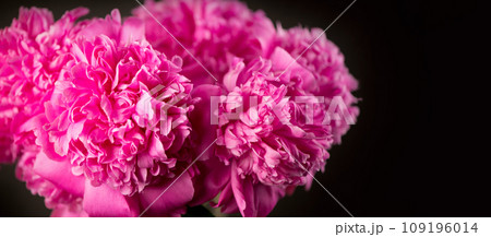purple peonies on black background. Background bouquet of beautiful pink peonies. Blooming peony flowers, close-up. Wedding background, Valentine's day concept. Blossom, flower close-up 109196014