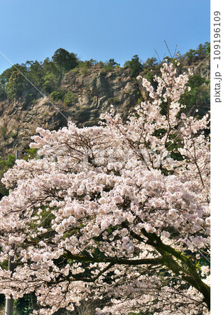 春の遠見山 岐阜県川辺町 春の遠見山 岐阜県川辺町 109196109