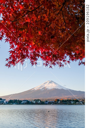 富士山 紅葉 河口湖 山梨 富士山 紅葉 河口湖 山梨 109196182
