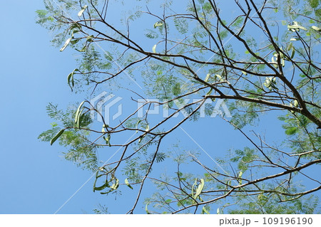 ホウオウボク 初秋 秋口 109196190