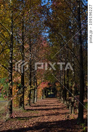 紅葉まっさかり 109196227