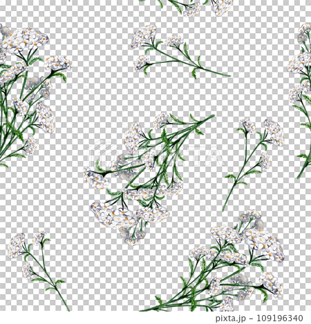 Achillea millefolium medicinal plant watercolor seamless pattern isolated on white background. Yarrow white flower painted. Useful herb milfoil hand drawn. Design for textile, package, fabric 109196340