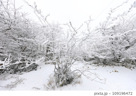 This is a winter landscape of 1100 Hill Wetland, a famous tourist attraction in Jeju Island, South Korea. 109196472