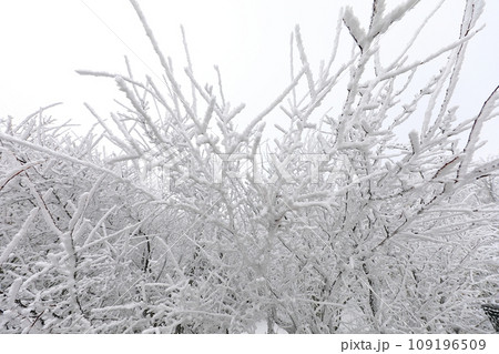 This is a winter landscape of 1100 Hill Wetland, a famous tourist attraction in Jeju Island, South Korea. 109196509