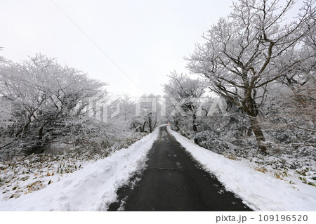This is a winter landscape of 1100 Hill Wetland, a famous tourist attraction in Jeju Island, South Korea. 109196520