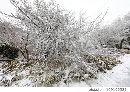 This is a winter landscape of 1100 Hill Wetland, a famous tourist attraction in Jeju Island, South Korea. 109196521