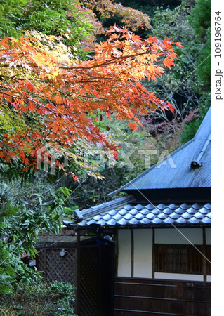 紅葉に包まれた古民家 109196764