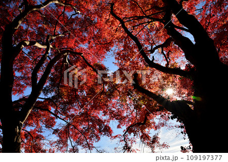 観音山の紅葉 2022-11-24 #23 観音山の紅葉 2022-11-24 #23 109197377