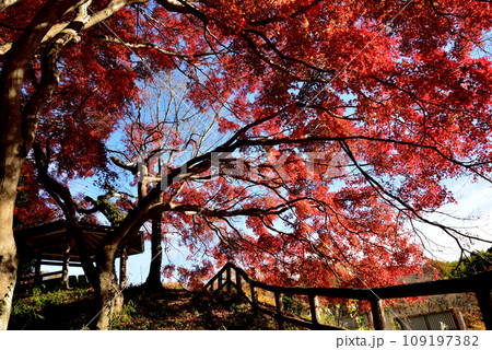 観音山の紅葉 2022-11-24 #26 観音山の紅葉 2022-11-24 #26 109197382